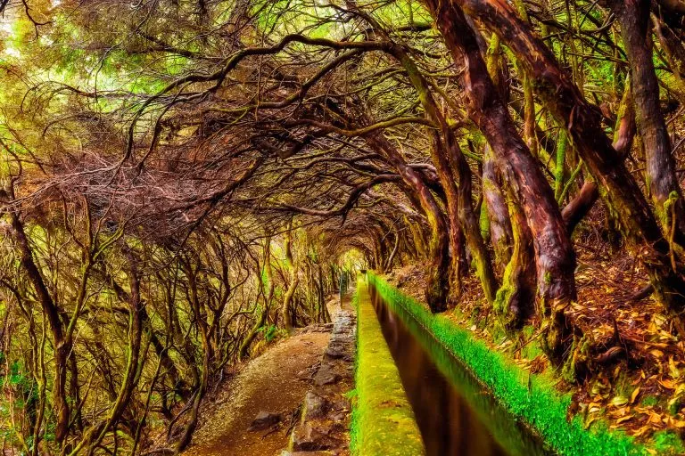 Laurel skog på Madeira